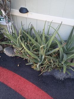 Aloe Vera