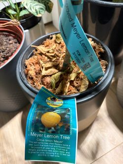 Meyer Lemon Tree – Homegrown Edibles