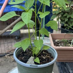 Organic Thai Chili Plant 