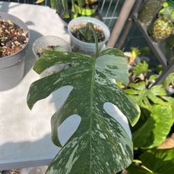 Monstera Albo 