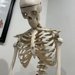 Medical Skeleton Model