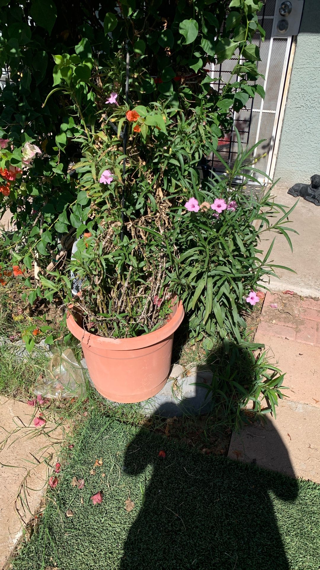 Plant$15  Also available in purple 85009