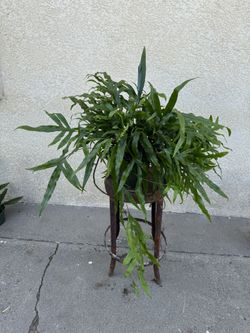 Kangaroo Paw Fern