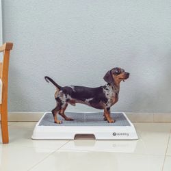 Weasy dog smart potty