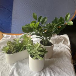 Set Of Succulent Plants Fake 