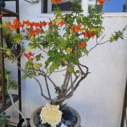 Two Bonsai Tree With Beautiful Dark Orange Flowers  In Heavy Solid Pots $65 EACH POT