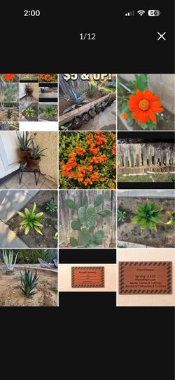 Agave, Cactus & Cuttings