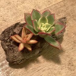 Mini Driftwood Planter Succulent Arrangement 