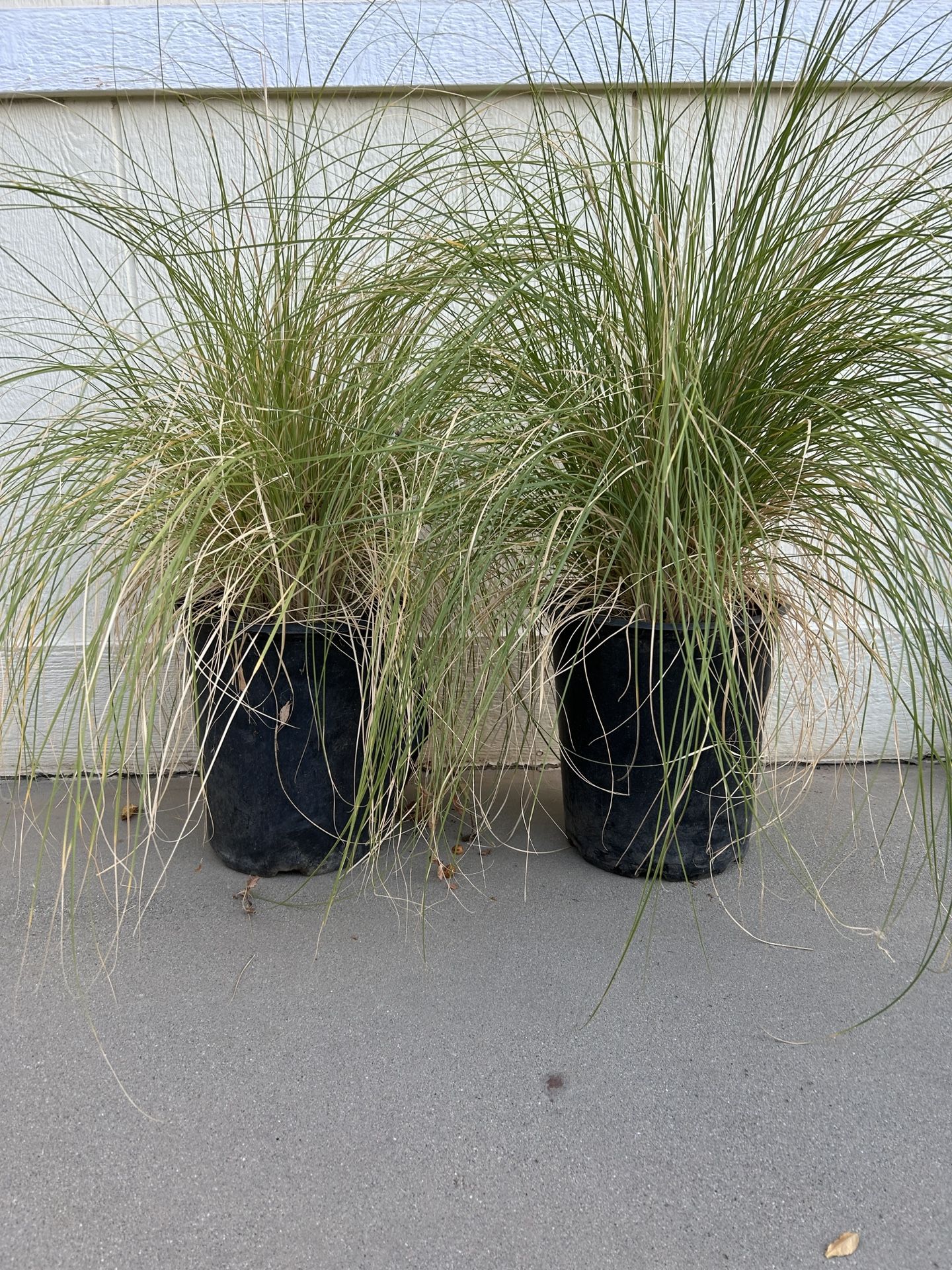 Green Fountain Grass Plant In 5gl