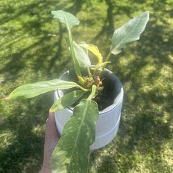 Ring of fire philodendron