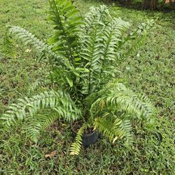 Giant Sword Fern, Macho Fern – Nephrolepis biserrata ‘Macho’  