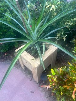 Wooden handmade planter boxes