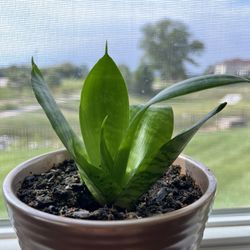 small snake plants
