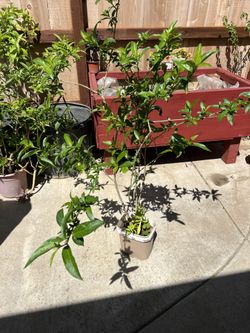 Night Blooming Jasmine 