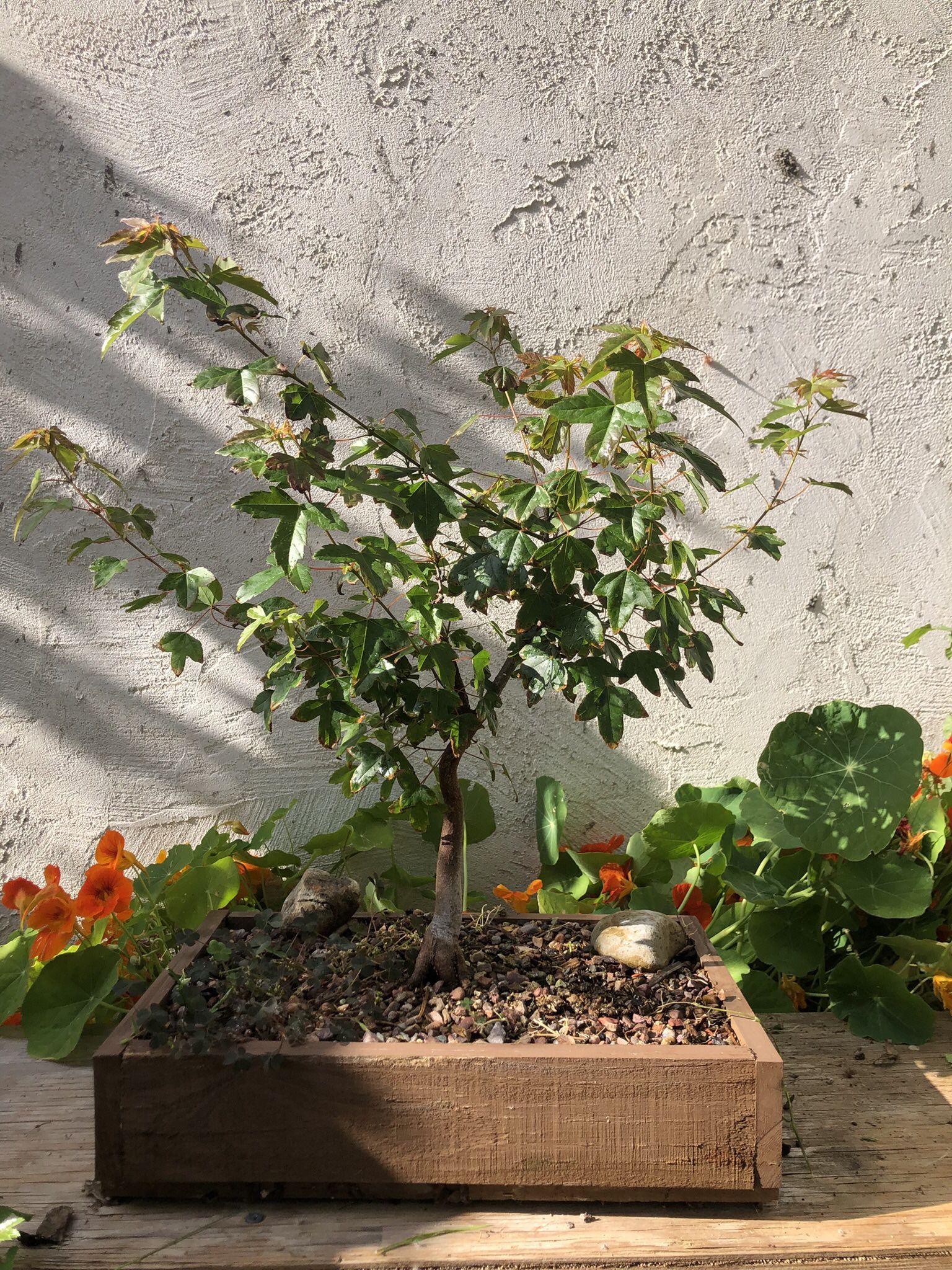 Native Trees, Bonsai Trees, And More