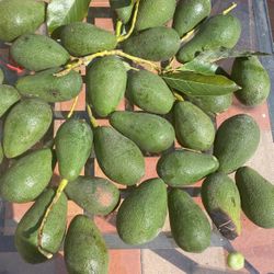 Guacamole 
