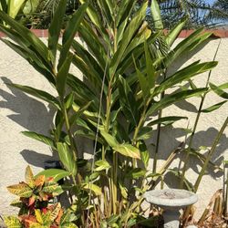 Grow Your Own PRIVACY WALL with WHITE, YELLOW and PINK HAWAIIAN GINGER