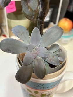 Graptopetalum Paraguayense Mother of pearl succulent live plant 11 1/2" tall well rooted cup not included $15