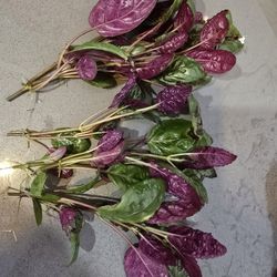 Purple Waffle Cuttings