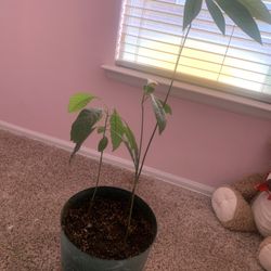 Avocado plants!    Potted!   