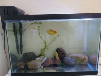 20 g glass fish tank