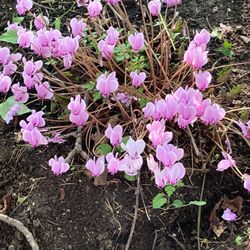 hardy cyclamen