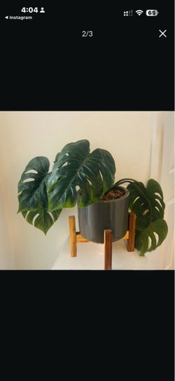 Plant