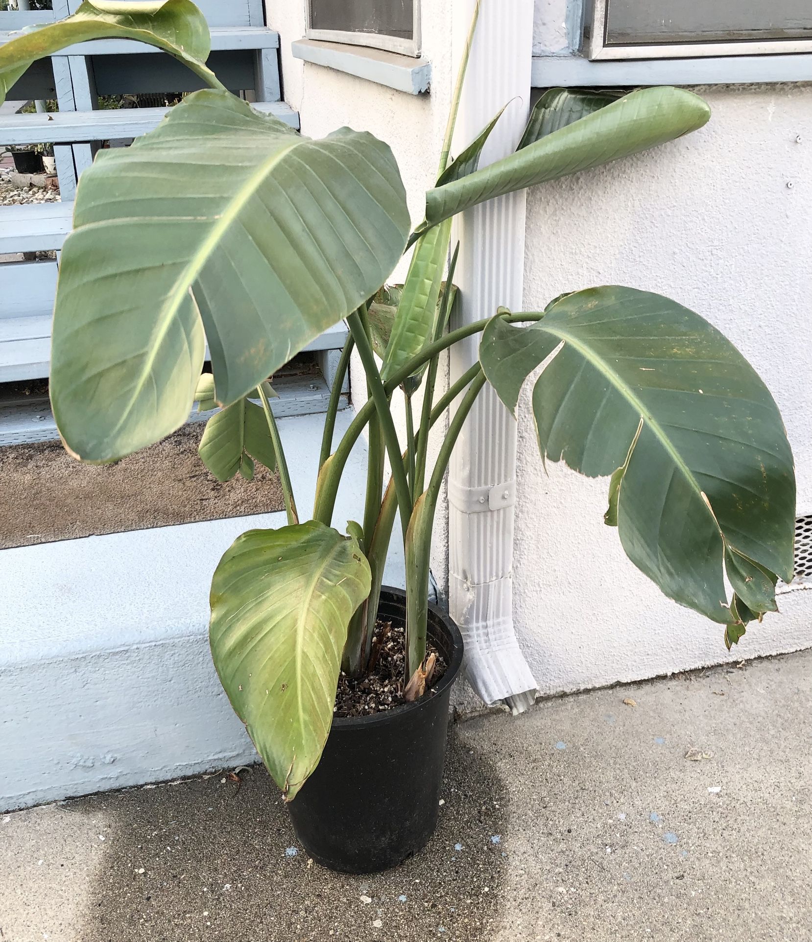 BIRD OF PARADISE - GIANT LIVE PLANTS🪴
