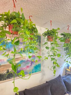 Pothos