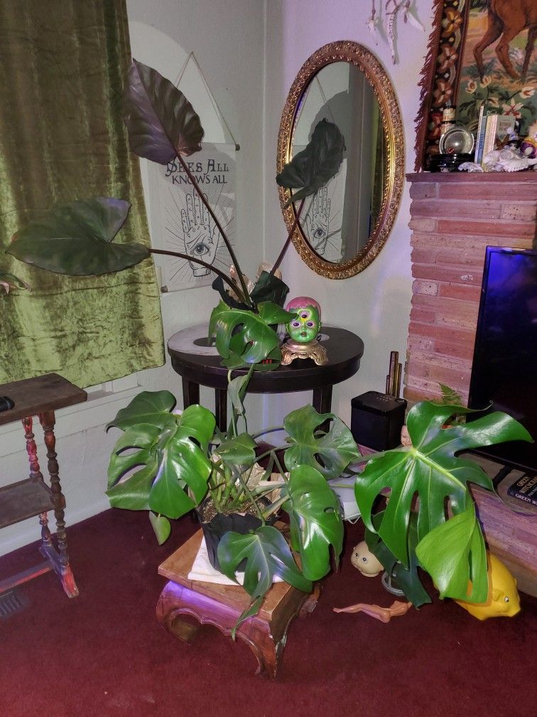 Two Large House Plants