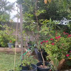 Yellow Guayaba Tree