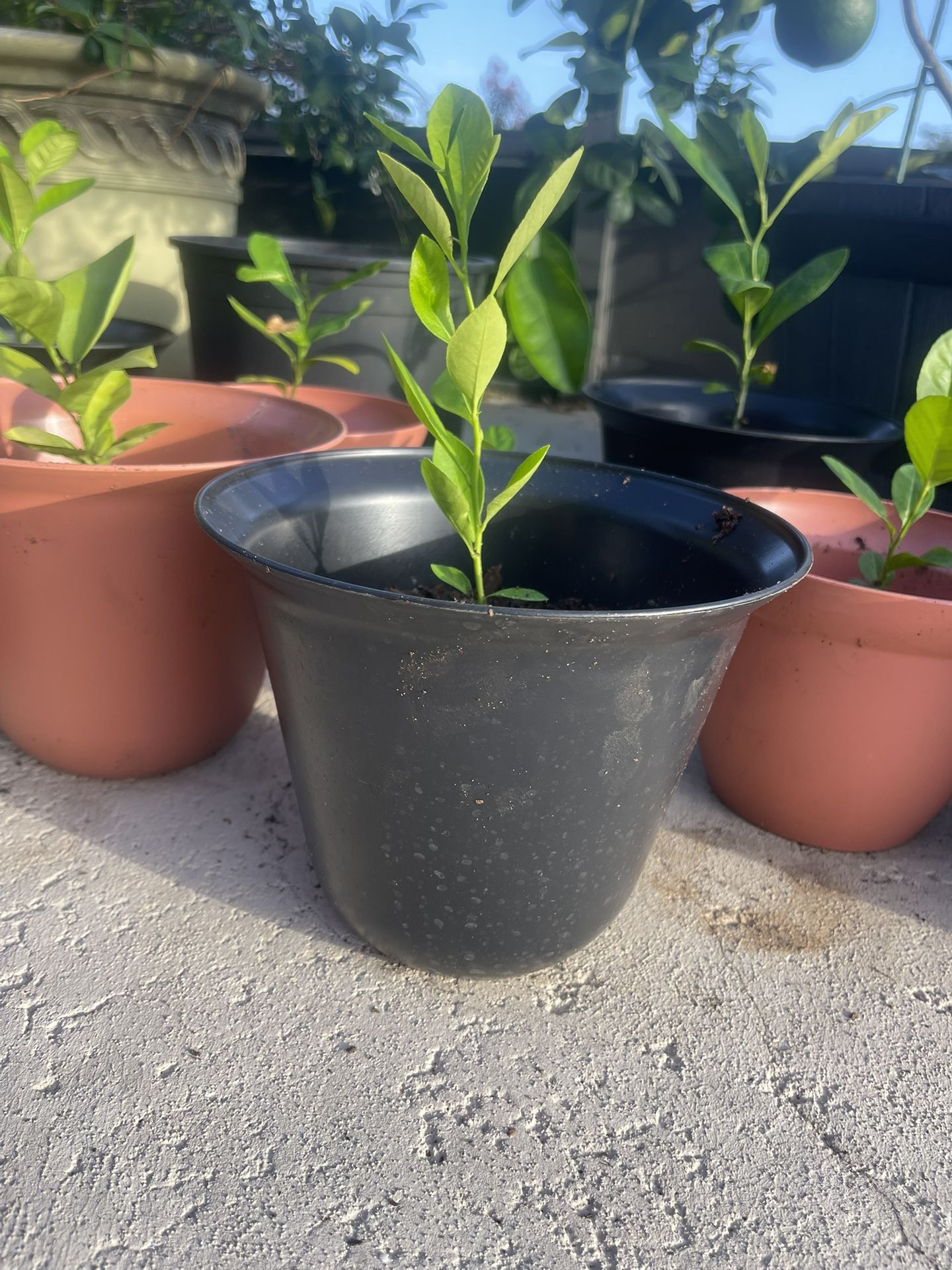 Baby Ponderosa Lemon Plants For Sale- Snowbird Lemons.
