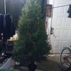 Live Xmas Tree 