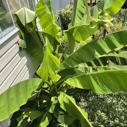 Banana Leaves