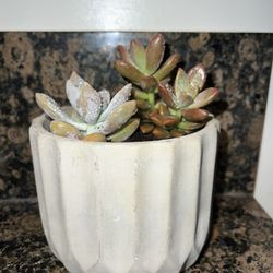 B’a Pottery Plants 🐝🌿🌱