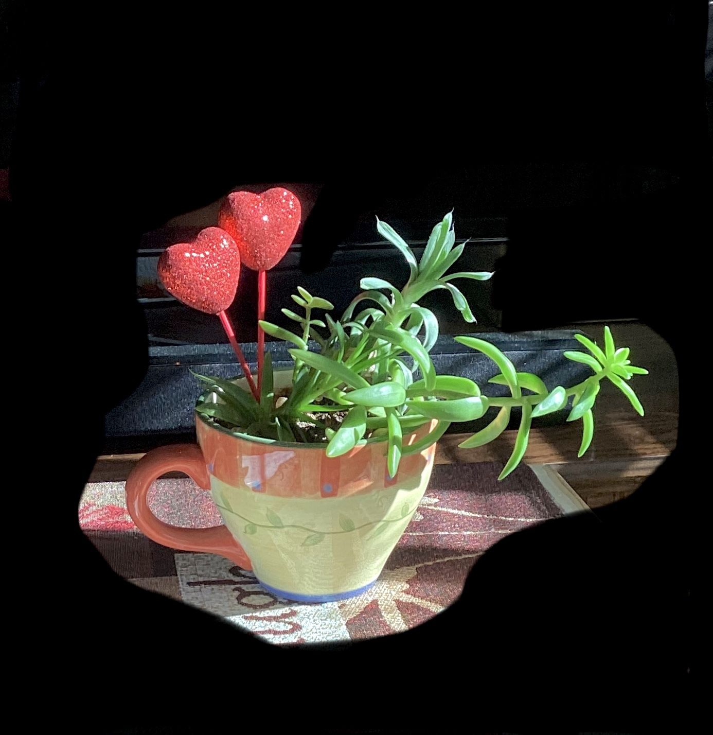 Live Variety of 4 Different Succulent Plants, In One Garden Arrangement, in Jumbo Size Decorative Soup Cup.  Approximately 5 inch diameter 