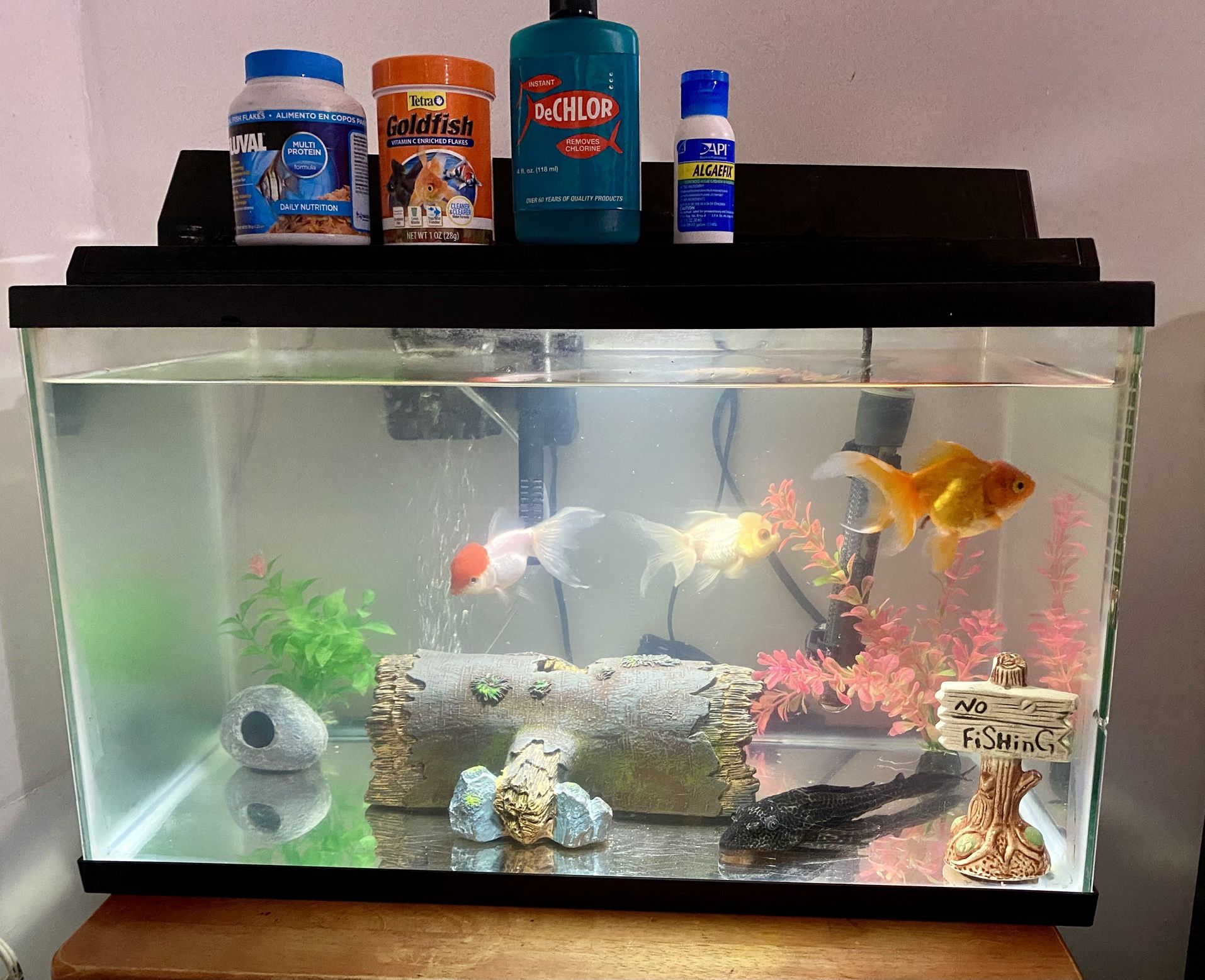 10 Gallon Aquarium Tank Set Up