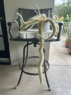 Plants / monkey tails cactus