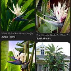 White Birds Of Paradise 