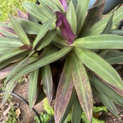 Oyster. Ask Each 9.00