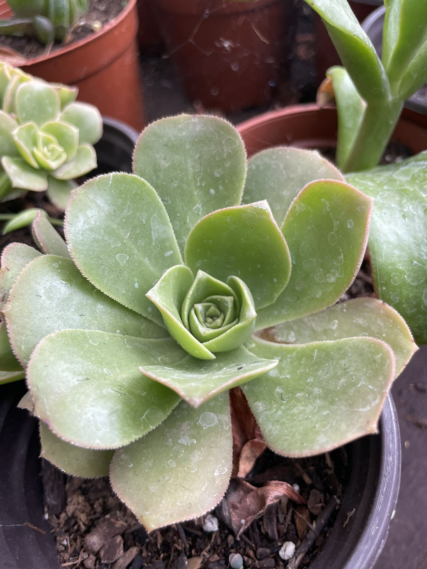 Succulent’s Plants 🪴