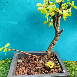 Elephant Food Succulent bonsai tree live rooted