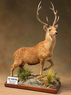 Sitka Deer Life Sized Taxidermy