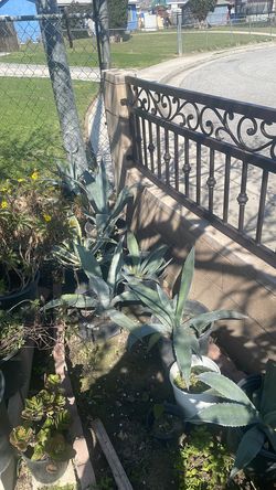 Blue Agave/ Maguey