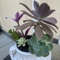 Succulent Planter