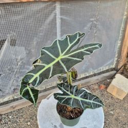 Plants 6" Pot $6 Each