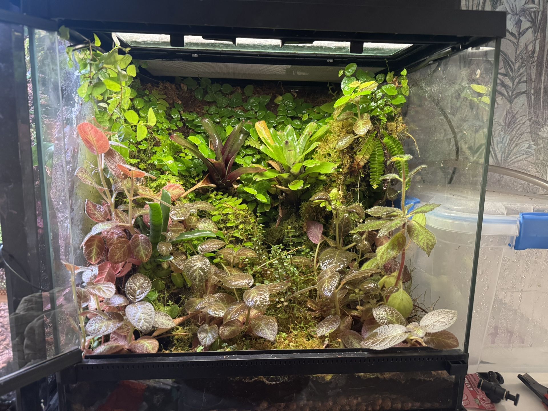 Custom Vivarium Terrarium