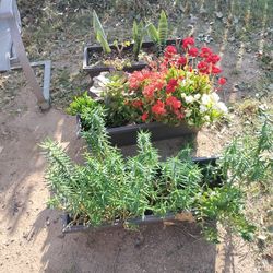 Succulents "A curated collection of desert gems