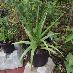 Aloe Vera Plant
