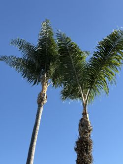 Palm Trees